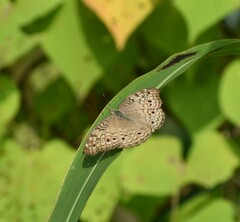 Junonia atlites