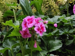 Pelargonium