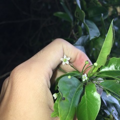 Ilex pedunculosa