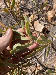 Acacia