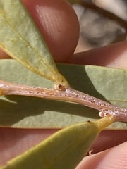 Acacia