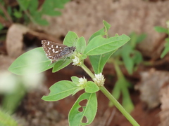 Spialia galba