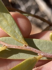 Acacia