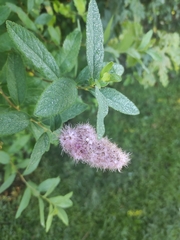 Spiraea douglasii