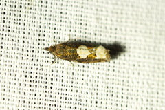 Epinotia trigonella