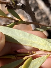 Acacia