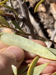 Acacia