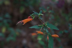 Clinopodium macrostemum