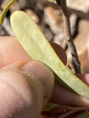 Acacia