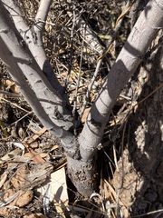 Acacia