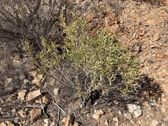Acacia