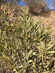 Acacia