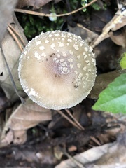 Amanita
