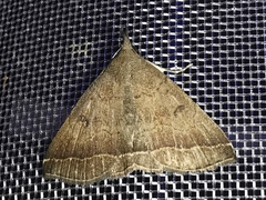 Pechipogo plumigeralis