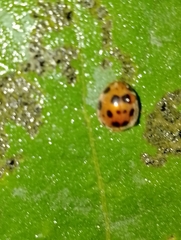 Henosepilachna vigintioctopunctata