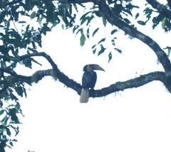 Rhyticeros undulatus