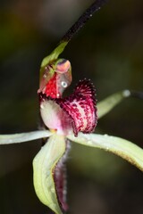 Caladenia fulva