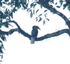 Rhyticeros undulatus