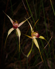 Caladenia pectinata