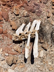 Camelus dromedarius