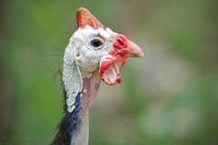 Numida meleagris domesticus