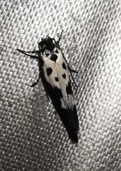 Ethmia quadrillella