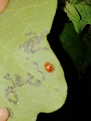 Henosepilachna vigintioctopunctata