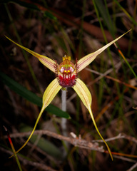 Caladenia pectinata