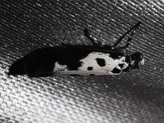 Ethmia quadrillella
