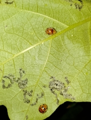 Henosepilachna vigintioctopunctata