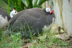 Numida meleagris domesticus