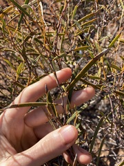 Acacia