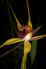 Caladenia pectinata
