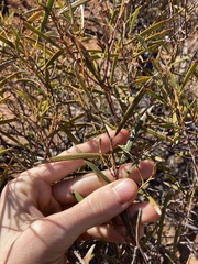 Acacia