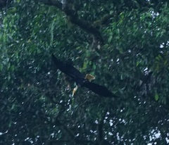 Rhyticeros undulatus