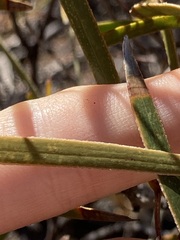 Acacia