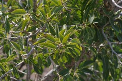 Ficus cordata