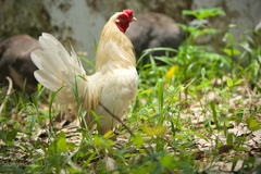 Gallus gallus domesticus