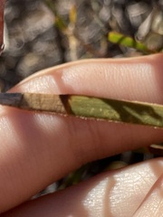 Acacia