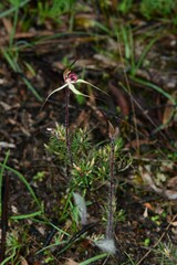 Caladenia fulva