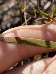 Acacia