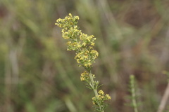 Galium verum