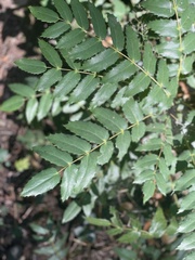 Berberis nervosa