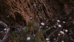 Ptilostemon chamaepeuce