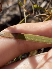 Acacia