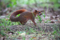 Callosciurus finlaysonii