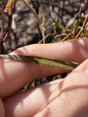Acacia