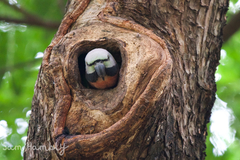 Psittacula alexandri fasciata