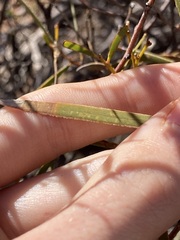 Acacia