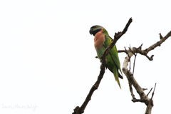 Psittacula alexandri fasciata